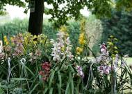 Mostra-mercato Vanzo Floreale 2009